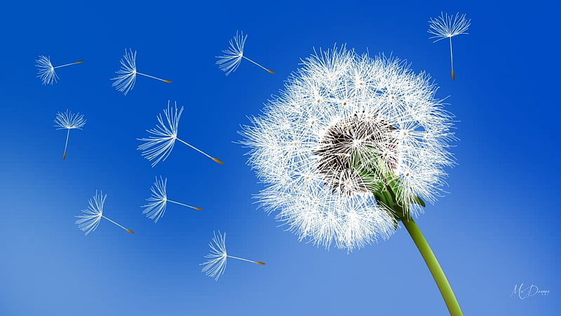 Seeds of Tomorrow, seeds, dandelion, weed, fluffy, flower, summer, puffy, blue, HD wallpaper