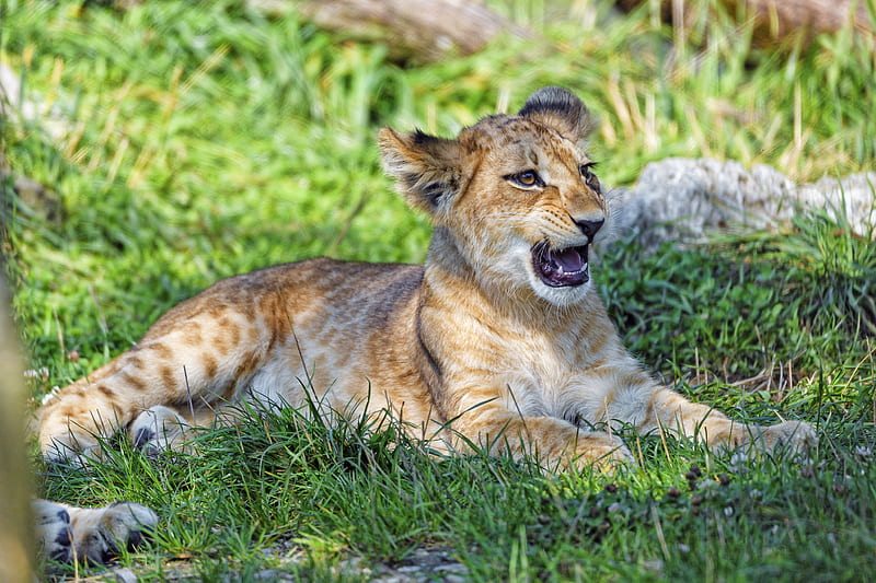 lion cub, cub, glance, predator, mouth, HD wallpaper