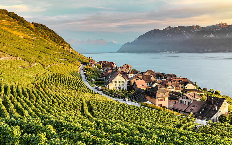 Lavaux, vineyards, lake, evening, sunset, Alps, mountain landscape, Lavaux-Oron, Canton of Vaud, Switzerland, HD wallpaper