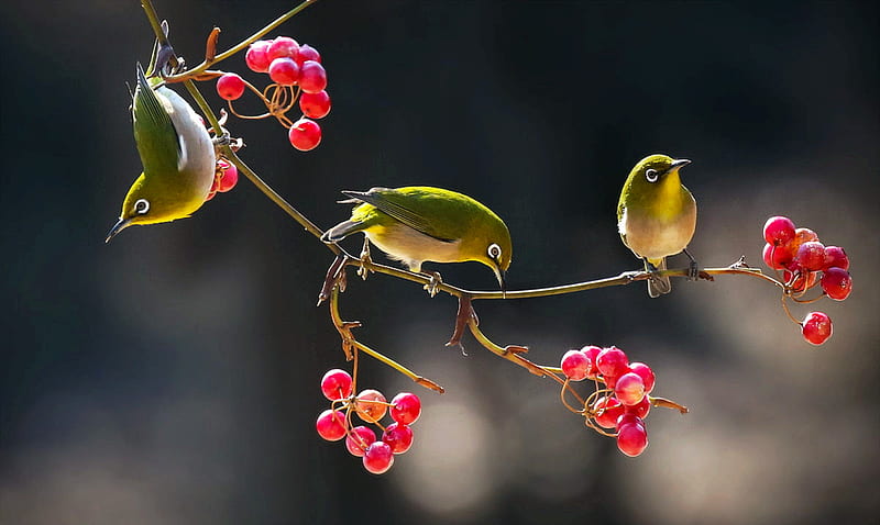 Japanese White Eye, japanese, white eye birds, fruits, three, bonito, branch, HD wallpaper