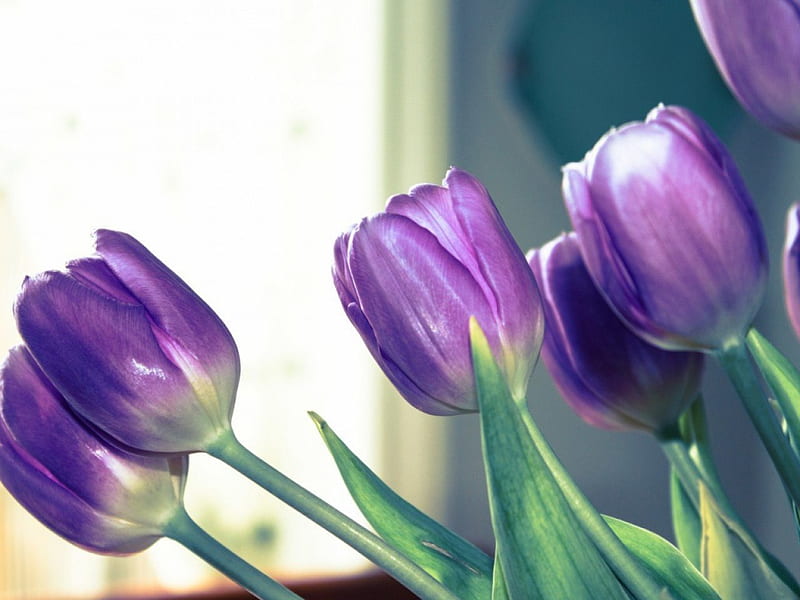 Purple tulips, purple, macro, flowers, nature, violet, tulips, HD wallpaper