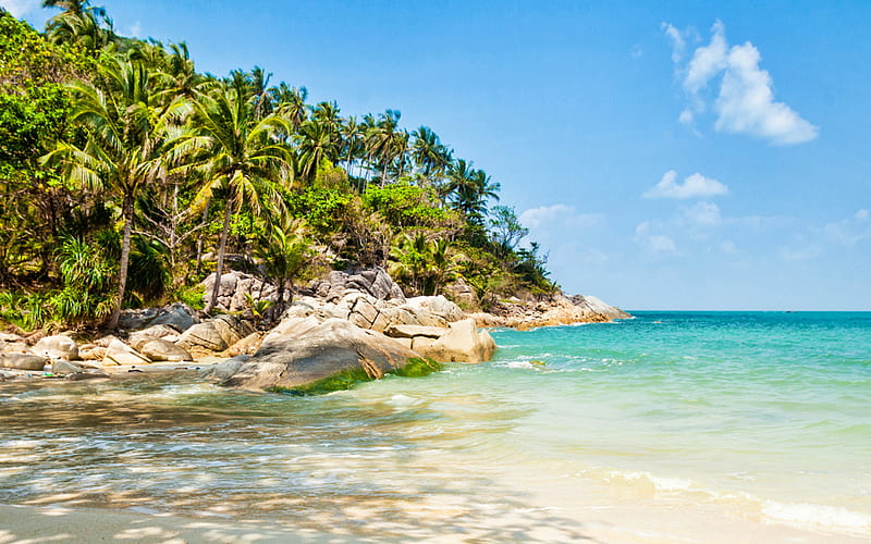 Ko Pha-ngan, tropical island, Thailand island, Gulf of Thailand, palm trees, seascape, blue lagoon, Surat Thani Province, Thailand, HD wallpaper
