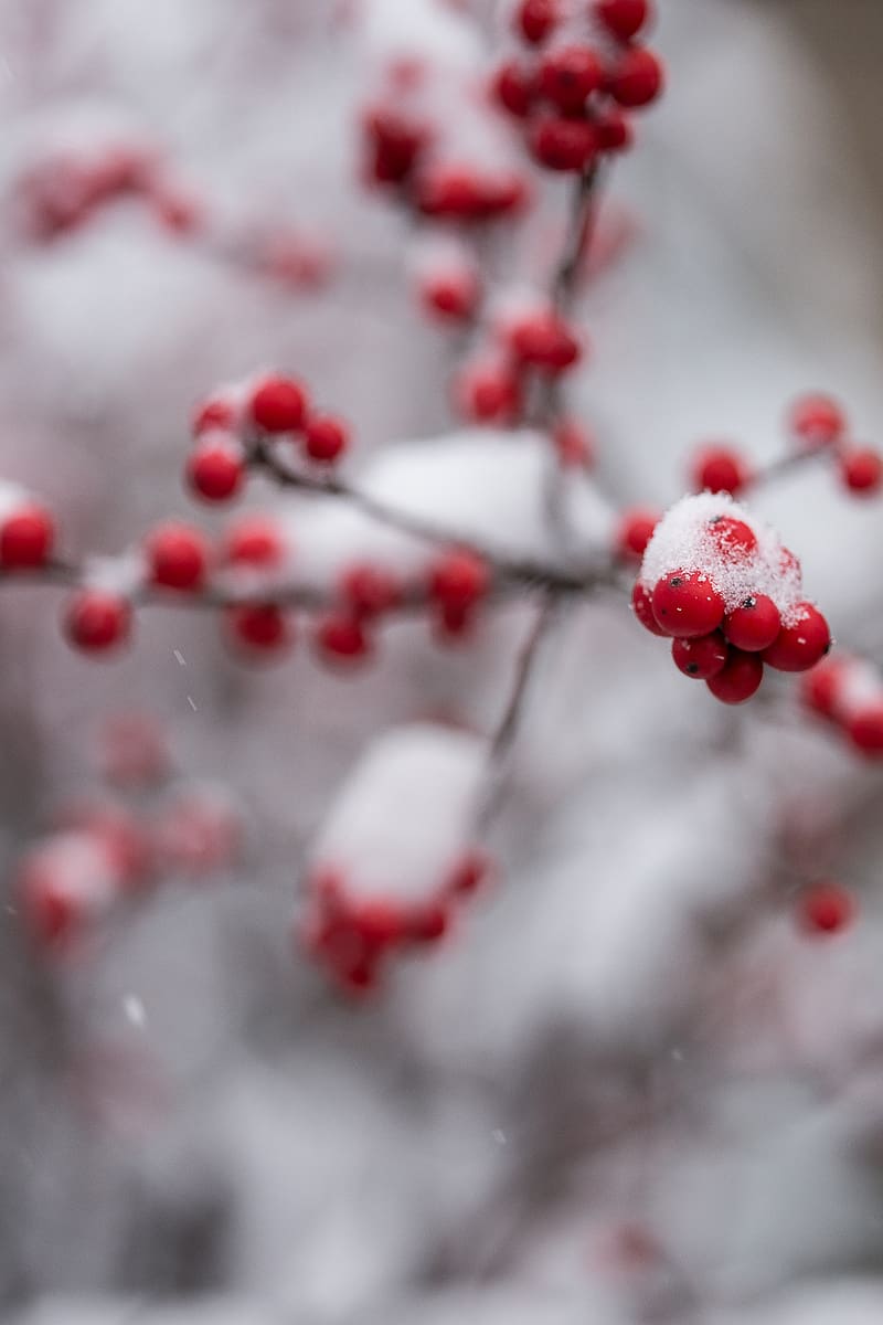 rowan, berries, branch, snow, macro, blur, HD phone wallpaper