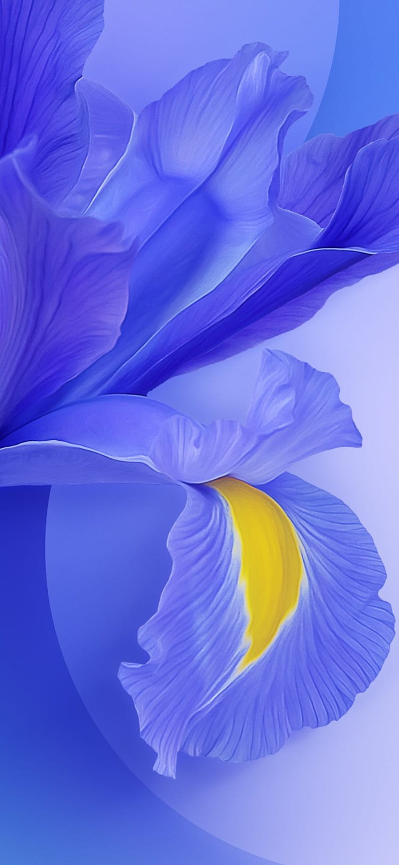 MI9 , blue, flower, HD phone wallpaper