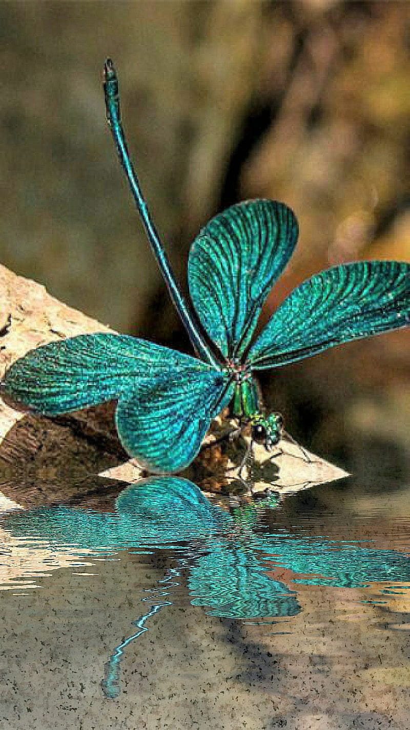 Reflect, reflection, dragonfly, water, landing, insect, wings, HD phone wallpaper