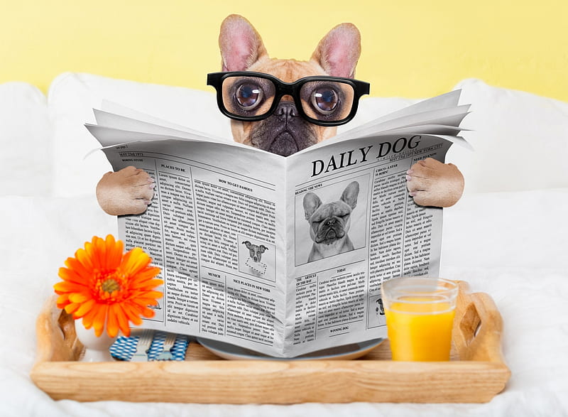 :-), news paper, glasses, paw, caine, animal, flower, drink, funny, morning, dog, HD wallpaper