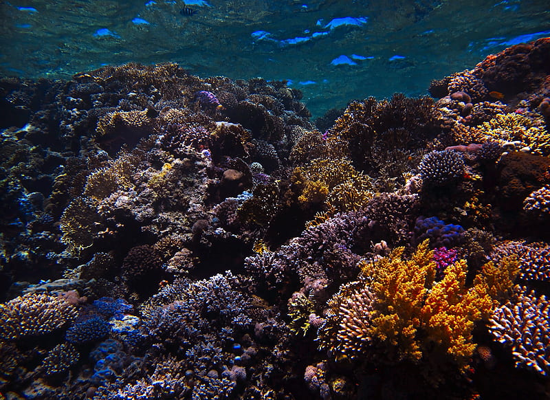 reef, coral, sea, underwater, water, HD wallpaper