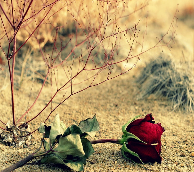 Red rose on the ground, beautiful rose, nature, green leaves, HD wallpaper