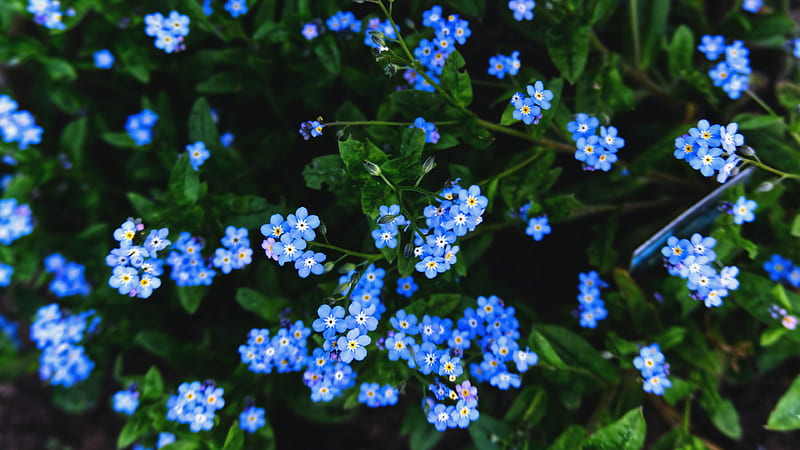 Forget Me Not Flowers Flowers, HD wallpaper