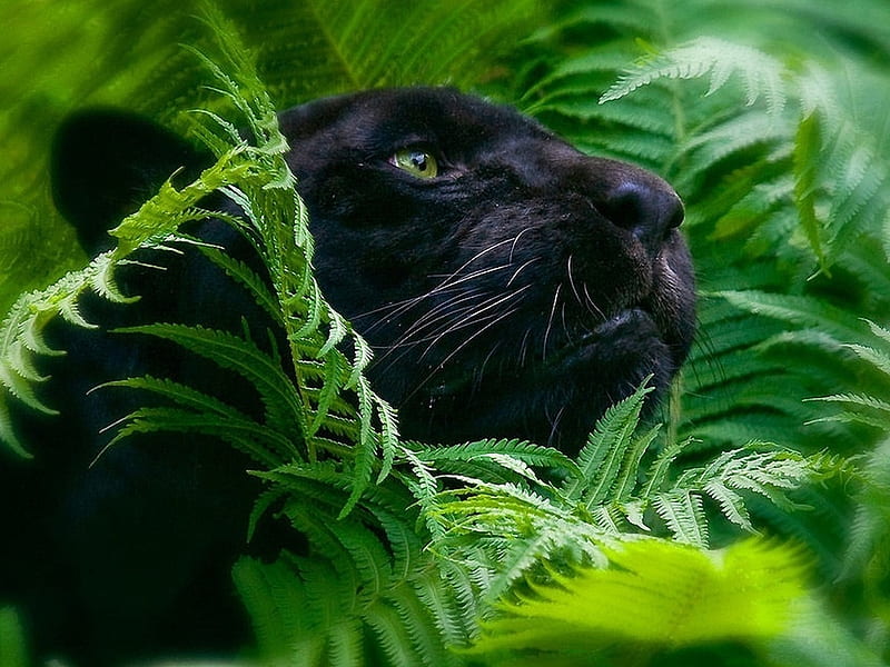 Black panter, feline, panter, grass, jungle, black, wildlife, HD wallpaper