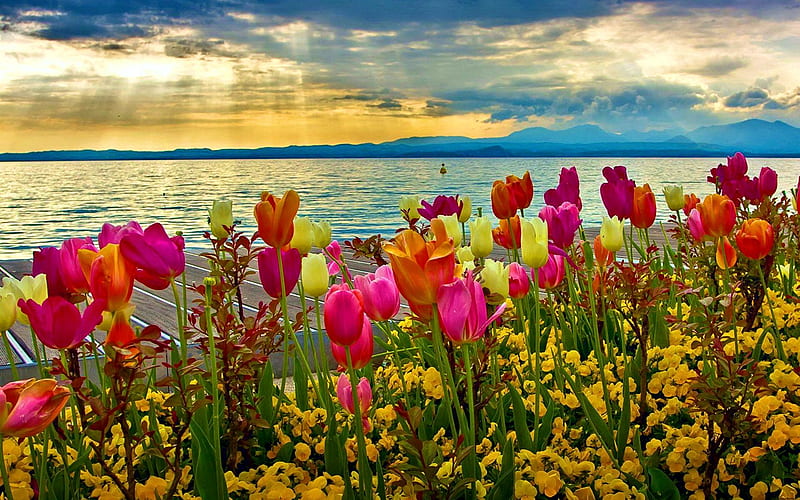 Spring Sunset at Lake Garda, Italy, mountains, flowers, dolomites, south tyrol, tulips, alps, sky, clouds, HD wallpaper