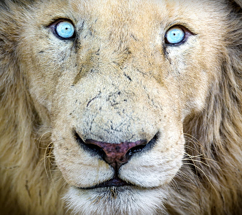 Blue Eyes, blue, eyes, lion, HD wallpaper | Peakpx
