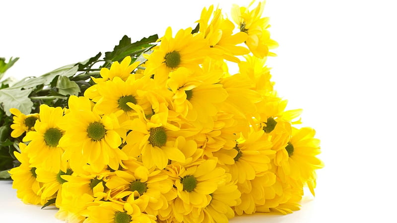 Lovely Yellow flowers, leaves, plants, flowers, stems, yellow, relaxing, HD wallpaper