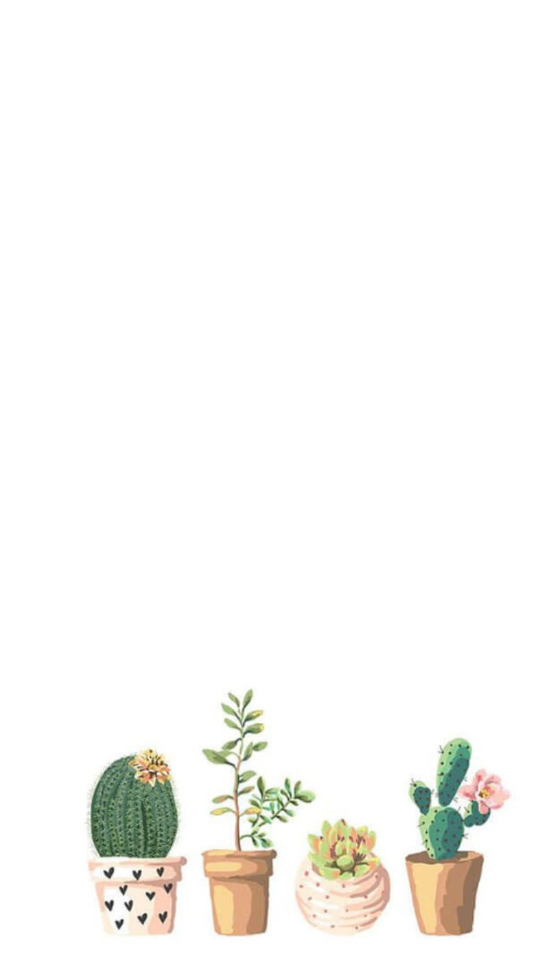 Cactus, cactus, planta, Fondo de pantalla de teléfono HD | Peakpx