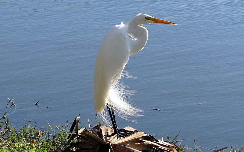 Great Egret, water, bird, egret, heron, white, animal, HD wallpaper