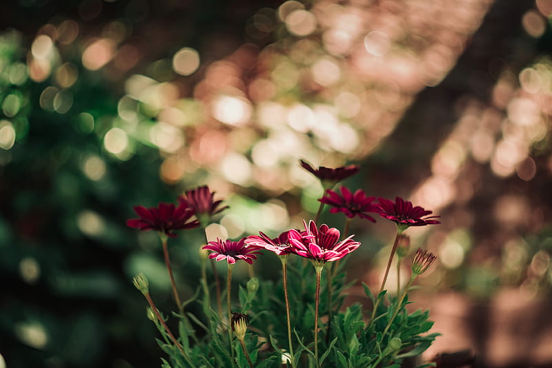 flowers, red, closeup, blur, bokeh, HD wallpaper