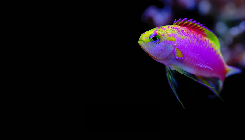 Tropical fish, fish, ocean, black, yellow, animal, water, green, tropical,  pink, HD wallpaper