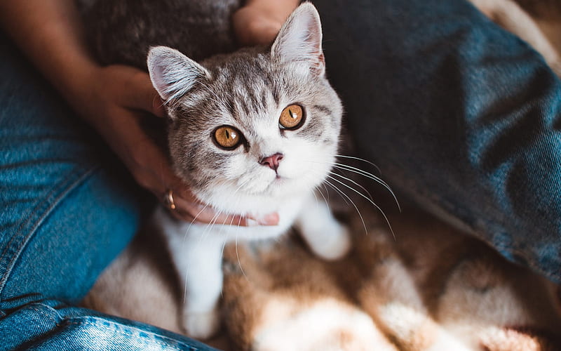 British Shorthair cat, portrait, gray cat, brown eyes, pets, cats, HD wallpaper