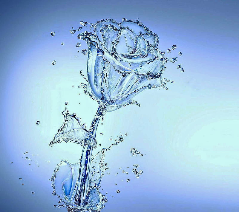 Water Rose, blue, rose, water, wet, HD wallpaper