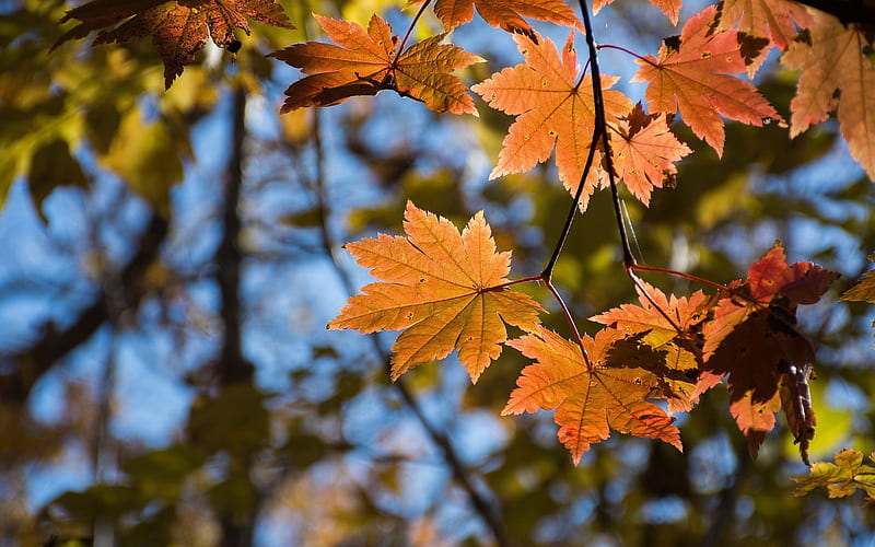 Maple Leaves, autumn, tree, leaves, maple, HD wallpaper | Peakpx