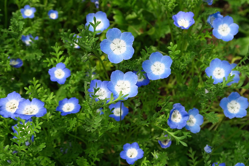 Hermosas flores azules, bonitas, hermosas, flores, suaves, azules, Fondo de  pantalla HD | Peakpx