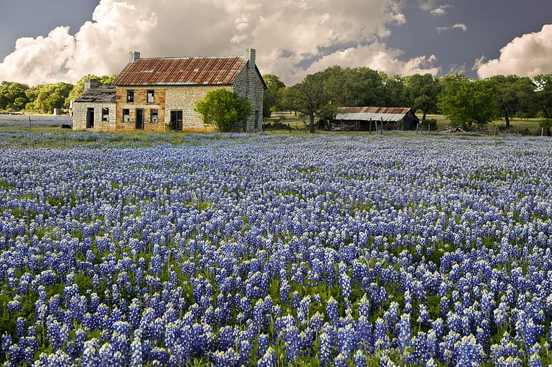 Farm Ruins in Texas Bluebonnet Field, Texas, Bluebonnets, Sky, Nature, Farms, Clouds, Ruins, Landscapes, Flowers, HD wallpaper
