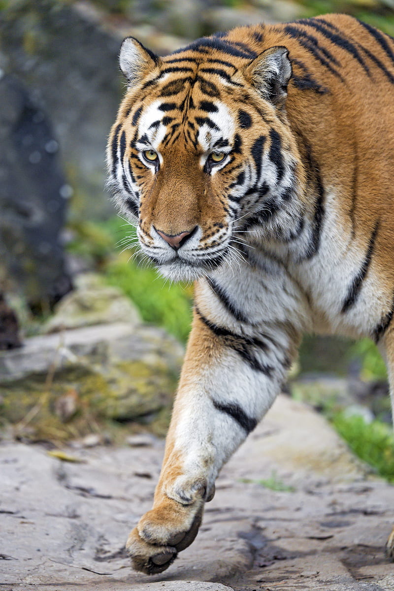 tiger, big cat, snout, predator, HD phone wallpaper