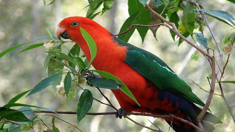 Red Parrot,Australian King Parrot, red, bird, parrot, branches, animal, HD wallpaper