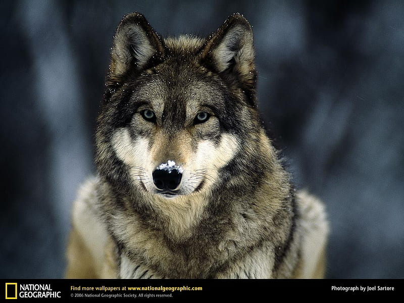 grey wolf, mustang, wolves, animals, horses, HD wallpaper