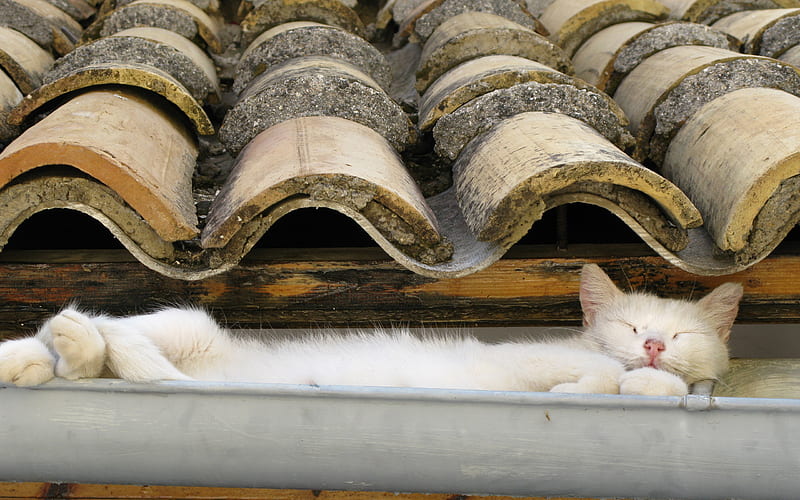 Gutter Cat, roof, white, cat, content, gutter, sleeping, HD wallpaper