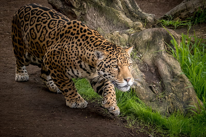 Jaguar Animal, jaguar, animals, predator, HD wallpaper