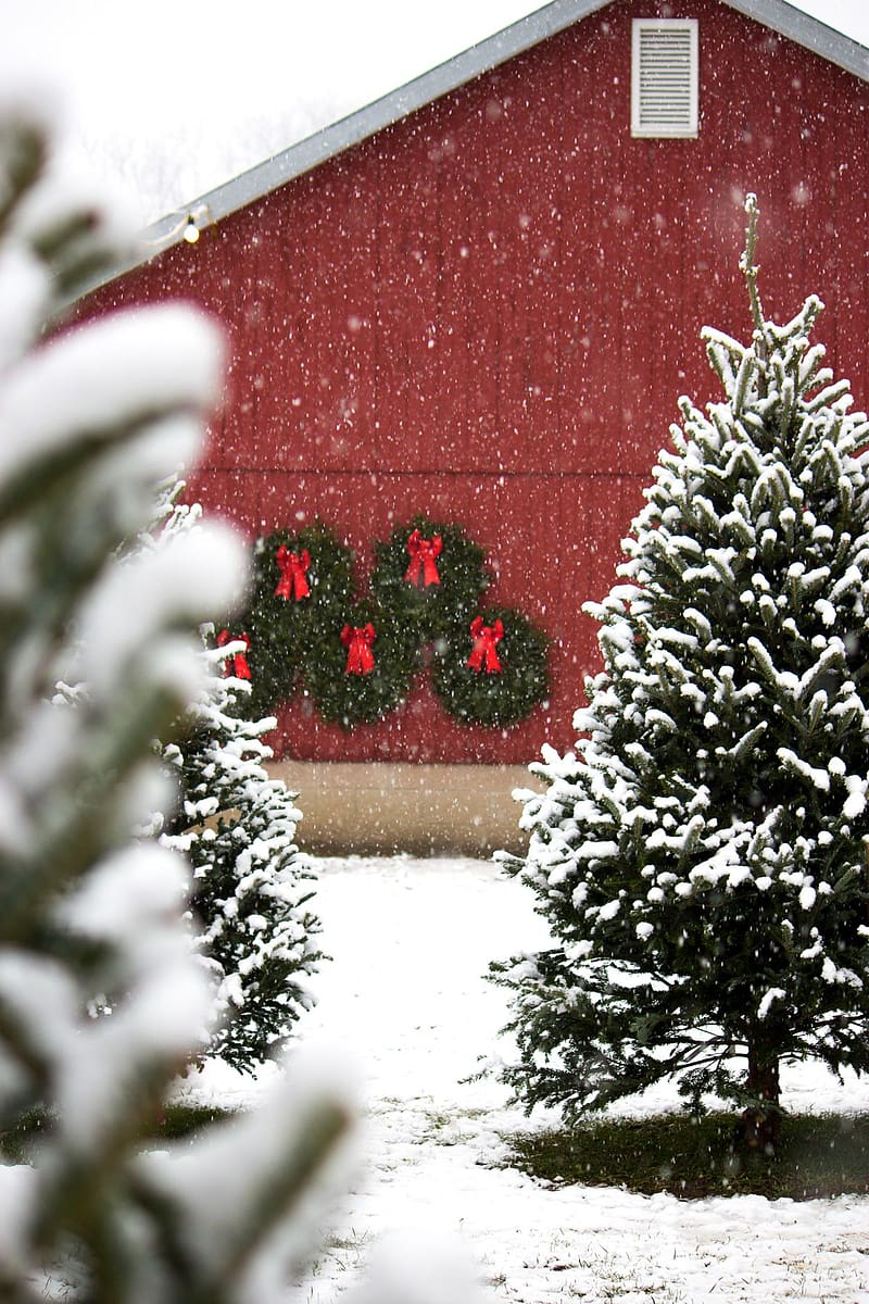 Winter Wonderland. Christmas farm, Christmas tree farm, Christmas, HD