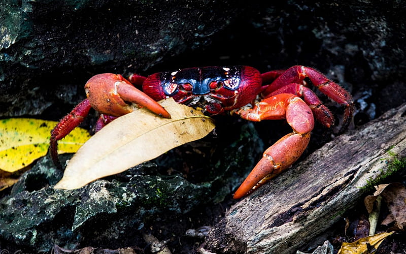 Crab, red, autumn, claw, leaf, HD wallpaper
