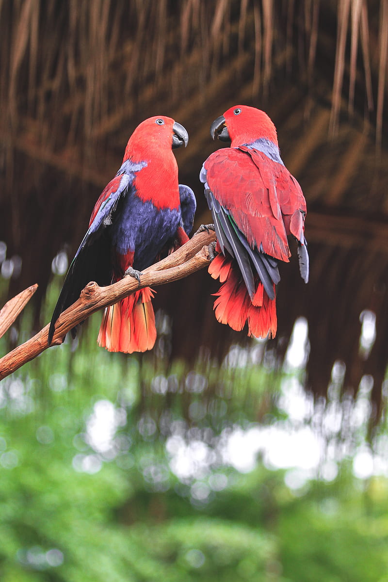 parrots, birds, red, branch, HD phone wallpaper