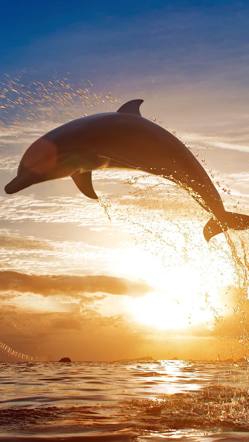 Dolphin jumping out of water , aquatic, sunset, lockscreen, HD phone wallpaper