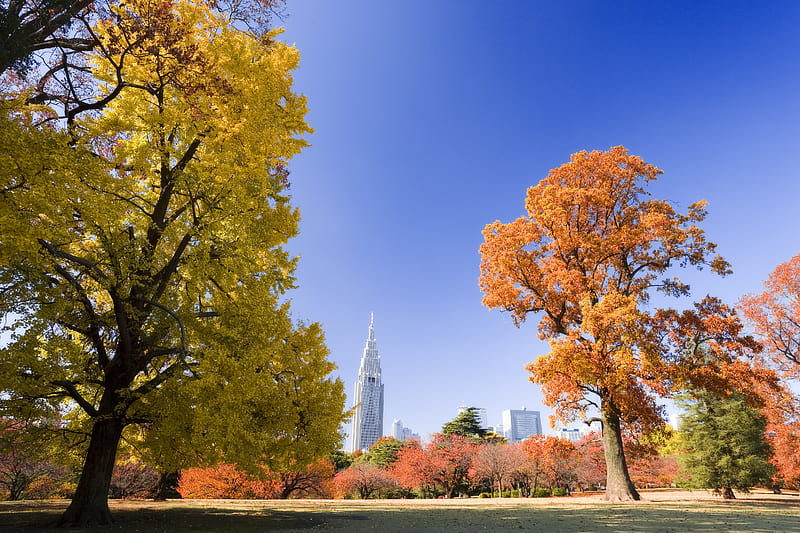 Golden Ginkgo in park, fall, autumn, tree, leaves, ginkgo, ginko biloba, dinosaur, HD wallpaper