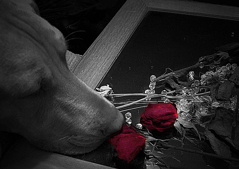 Still waiting...(for Thomas), red, special, friend, bonito, thomas, teu109, flowers, mirror, animals, sentimental, black, friendships, pets, roses, sad, white, dogs, HD wallpaper