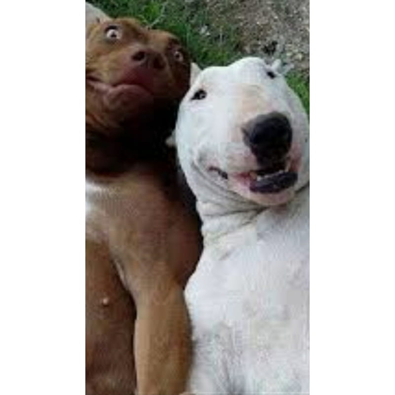 Perros selfie xdxd, bts, dog, dog, random, ryuuwu, supreme, trendy, HD phone wallpaper