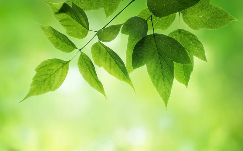 *** Green...***, nature, leaves, spring, green, HD wallpaper
