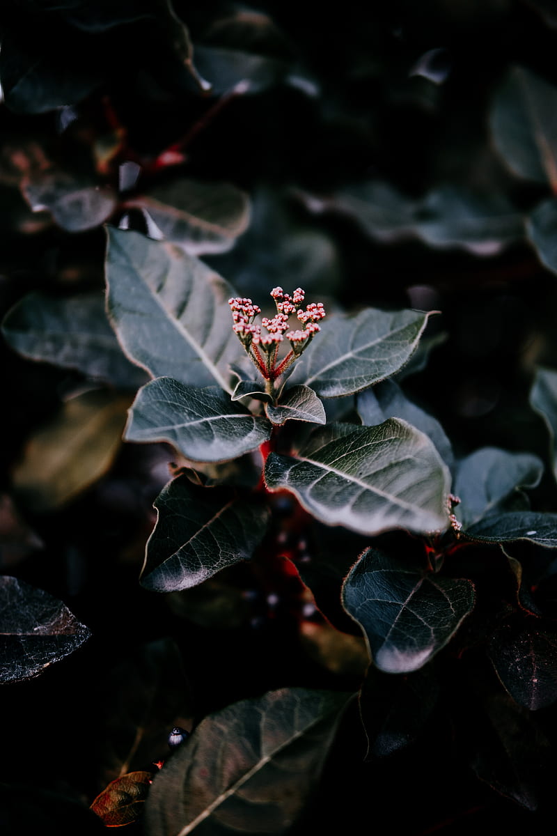 plant, leaves, macro, blur, branch, HD phone wallpaper