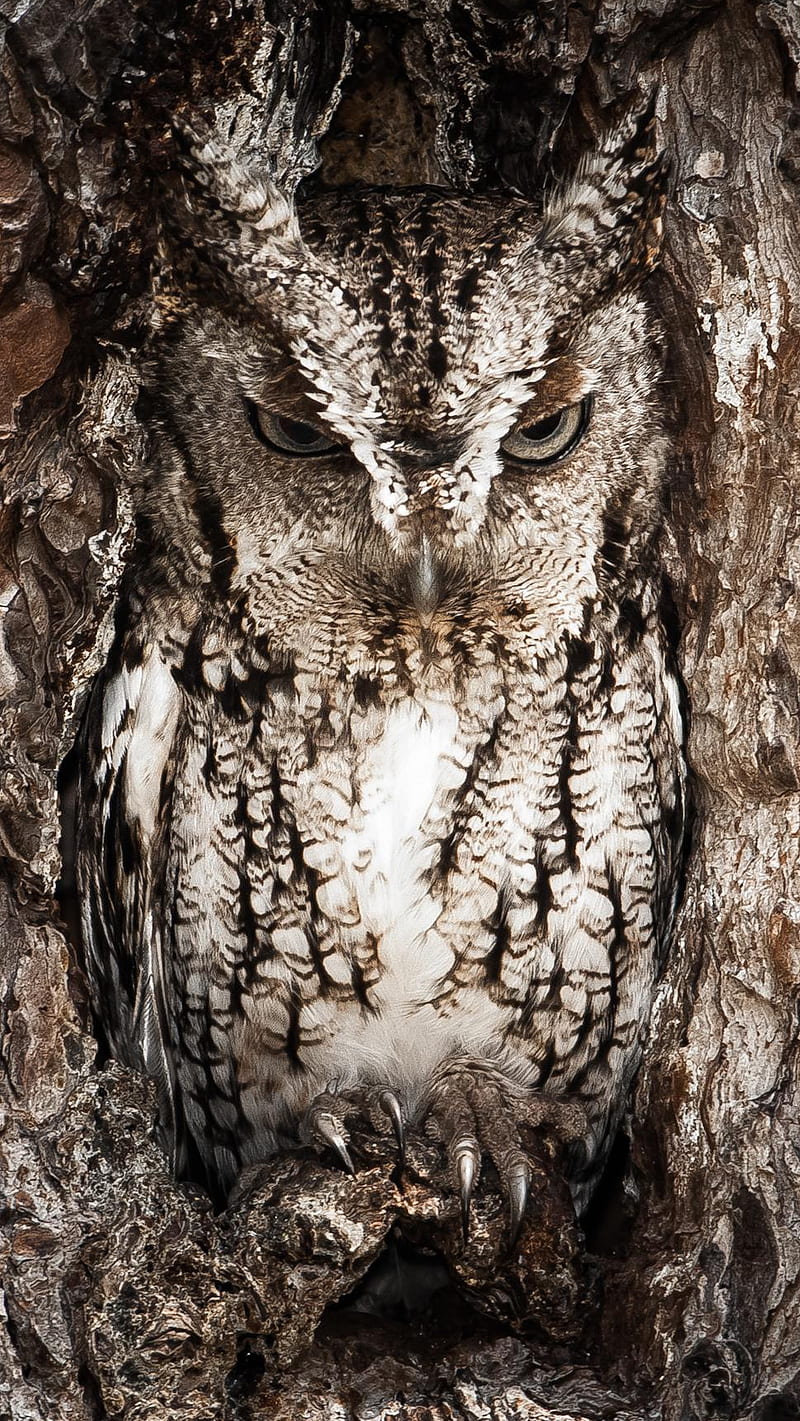 Camouflaged Owl, animal, bird, brilliant, camouflage, natural, nature, HD phone wallpaper