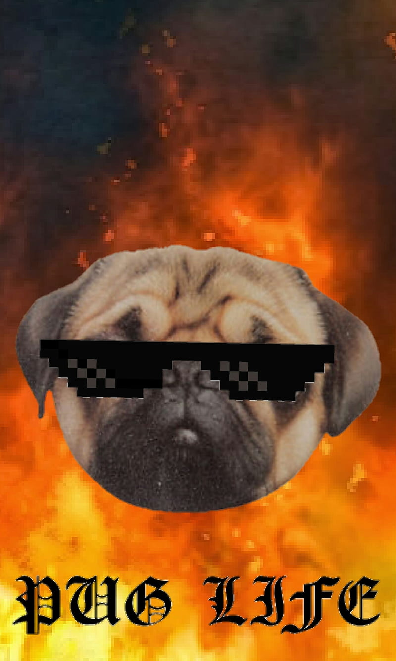Pug Life, cool, dog, fire, flames, meme, pug, HD phone wallpaper