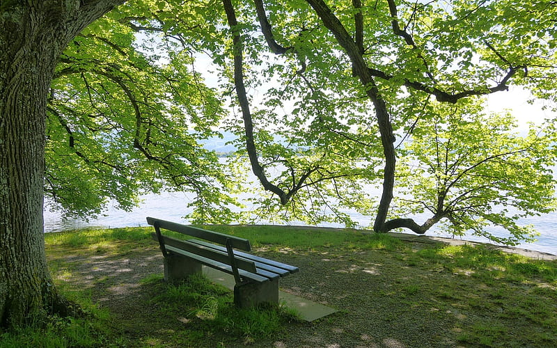 By Lake Constance, summer, bench, tree, lake, HD wallpaper