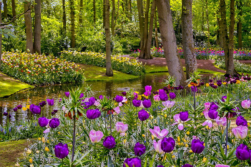 Keukenhof park, park, spring, tulips, Netherland, freshness, grass, Keukenhof, bonito, pond, alleys, Holland, HD wallpaper