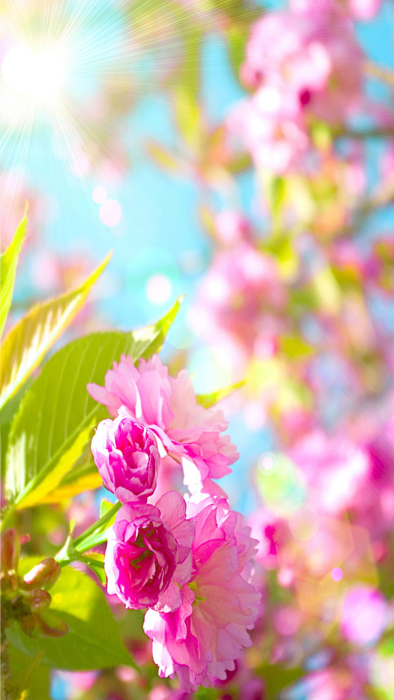 Beautiful Spring Wallpapers for iPhone  PixelsTalkNet