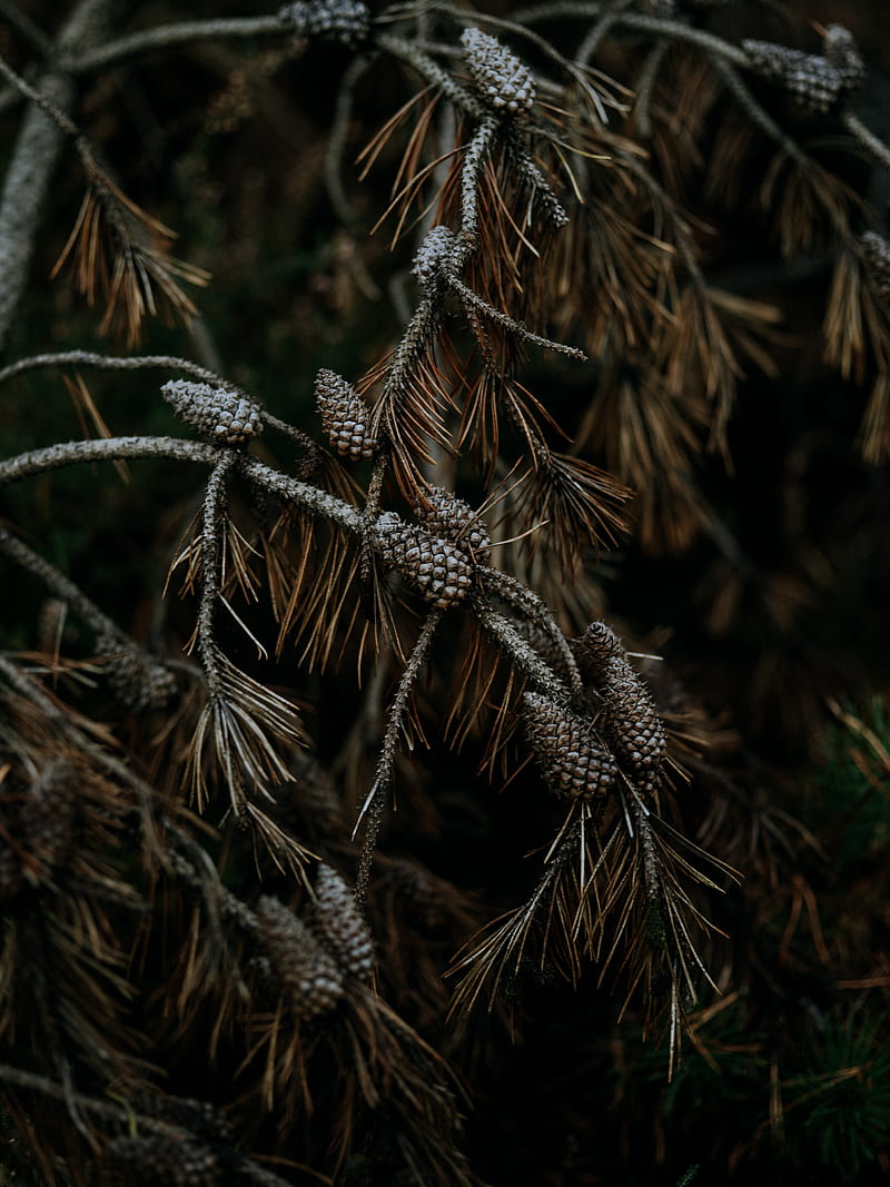 pine, cones, branches, needles, tree, HD phone wallpaper