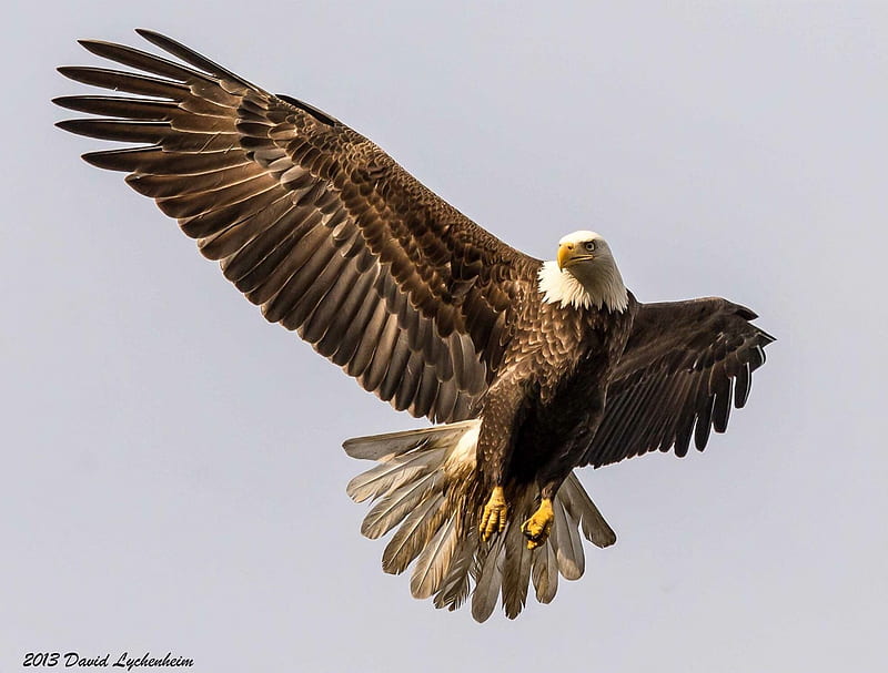 exuberant eagles flying across the horizon