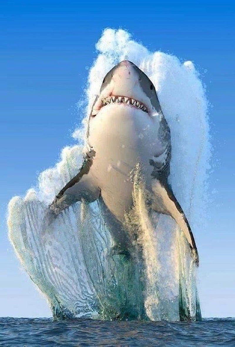 Shark, sea, HD phone wallpaper