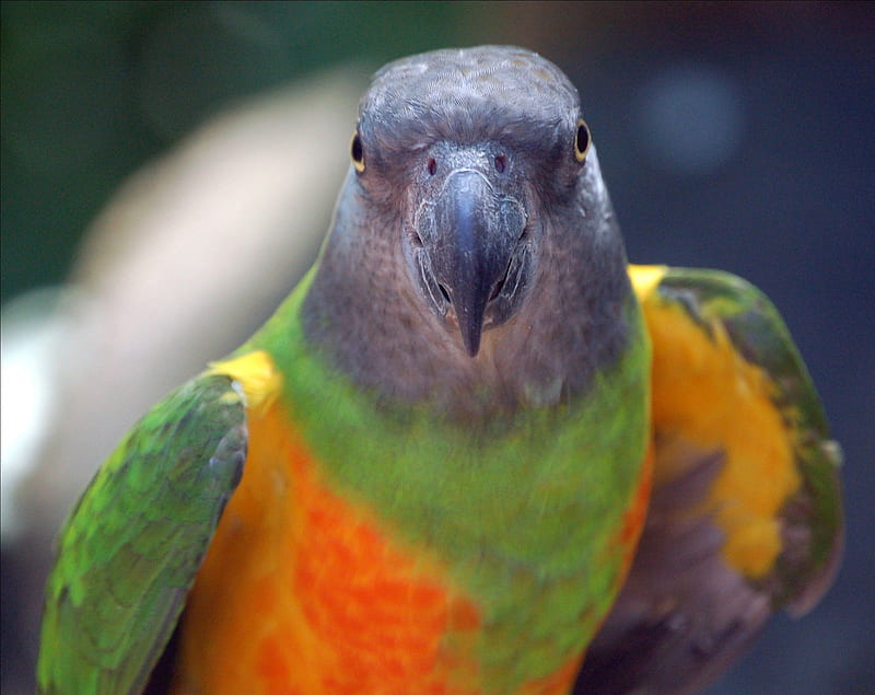 Senegal Parrot, beak, parrot, parrot face, HD wallpaper