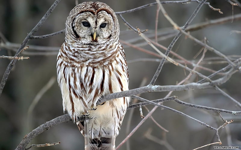 Thanks for ing Owl WallShade is the best source for [] for your , Mobile & Tablet. Explore Owl for Walls. Cheap , for, Barred Owl, HD wallpaper